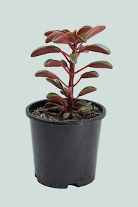 Peperomia graveolens - 1L / 14cm / Small