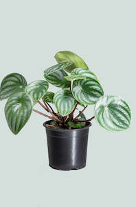 Peperomia: Watermelon Peperomia - Peperomia argyreia - 1L / 14cm / Small