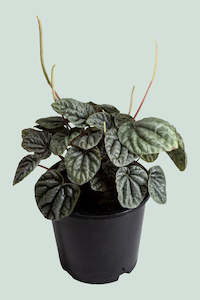Peperomia caperata - 1L / 14cm / Small