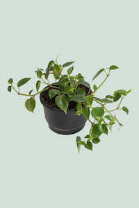 Peperomia: Peperomia scandens - 2L / 16.5cm / Medium