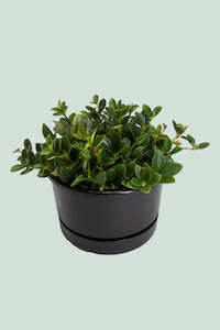 Peperomia: Peperomia angulata - 2L / 17cm / Medium