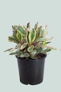 Peperomia: Peperomia clusiifolia 'Tricolour' - 1L / 14cm / Small
