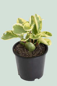 Peperomia: Variegated Peperomia obtusifolia - 1L / 14cm / Small