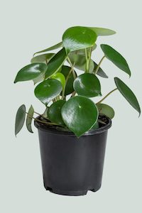 Raindrop - Peperomia polybotrya - 1L / 14cm / Small