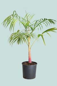 Sugar Cane Palm - Dypsis baronii - 10L / 25cm / Large