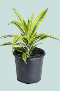 Lemon Lime Dracaena - 2.5L / 17cm / Medium