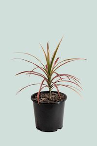 'Colourama' Dragon Tree - Dracaena marginata - 1L / 14cm / Small