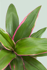 Dracaena Cordyline: Pink Edge - Cordyline fruticosa - 1L / 14cm / Small