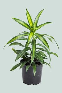 Dracaena Cordyline: Song of Jamaica - Dracaena reflexa - 1L / 14cm / Small