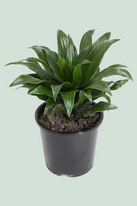 Dracaena Cordyline: Dracaena compacta - 1L / 14cm / Small