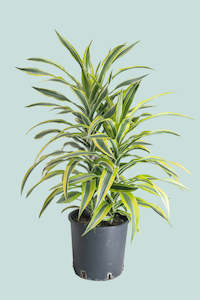 Dracaena Cordyline: Lemon Lime - Dracaena fragrans - 10L / 25cm / Large