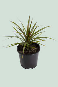 Dragon Tree - Dracaena marginata - 1L / 14cm / Small