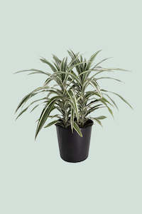 Dracaena Cordyline: Warneckii - Dracaena fragrans - 10L / 25cm / Large