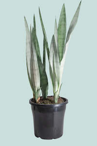Succulents: Moonshine Mother in Laws Tongue - Dracaena trifasciata (Sansevieria) - 10L / 25cm / Large