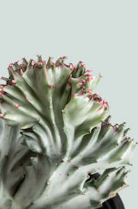 Succulents: Crested Coral Cactus - Euphorbia lactea 'cristata' - 1L / 14cm / Small
