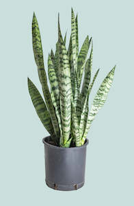 Succulents: Snake Plant - Dracaena trifasciata (Sansevieria) - 10L / 25cm / Large