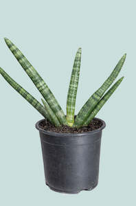 Succulents: Sansevieria cylindrica - 1L / 14cm / Small