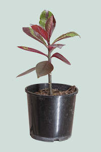 Succulents: African Milk Bush - Euphorbia grantii - 2.5L / 17cm / Medium