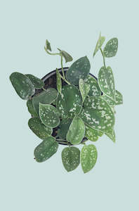 Variegated Plants: Satin Pothos - Scindapsus pictus - 1L / 14cm / Small