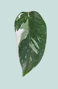 Variegated Plants: Philodendron White Princess  - 1L / 14cm / Small