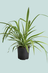 Hanging Trailing Plants: 'Reverse' Spider Plant - Chlorophytum comosum - 1L / 14cm / Small