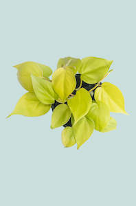 Hanging Trailing Plants: Lemon Lime Heart Leaf - Philodendron hederaceum - 1L / 14cm / Small