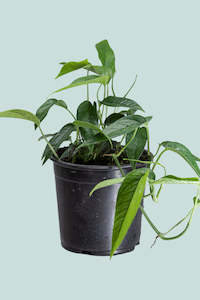Epipremnum pinnatum - 1L / 14cm / Small