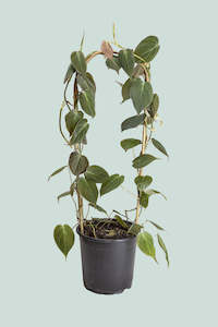 Hanging Trailing Plants: Micans - Philodendron hederaceum - 2.5L / 17cm / Medium