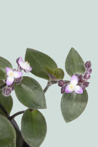 Bunny Bellies - Tradescantia chrysophylla - 2.5L / 17cm / Medium