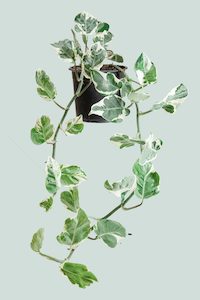 Pearls & Jade - Epipremnum aureum - 1L / 14cm / Small