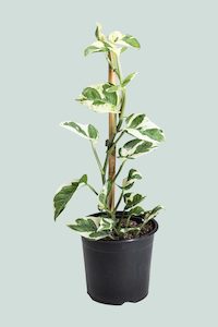 N'Joy - Epipremnum aureum - 1L / 14cm / Small