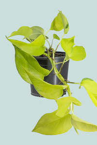 Hanging Trailing Plants: Neon - Epipremnum aureum - 1L / 14cm / Small