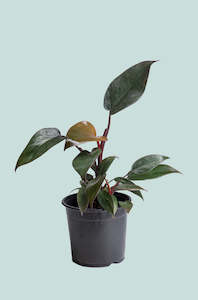 Climbing Plants: Philodendron Royal Queen - Philodendron erubescens - 1.3L / 14cm / Small