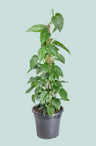 Climbing Plants: Monstera adansonii - Laniata (Narrow Form) - 10L / 25cm / Large