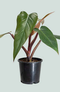 Climbing Plants: Anderson's Red - Philodendron erubescens - 1.3L / 14cm / Small