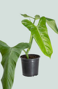 Climbing Plants: Amazon Arrow - Philodendron hastatum - 1.3L / 14cm / Small