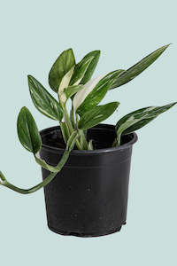 Climbing Plants: Variegated Monstera standleyana - 1L / 14cm / Small