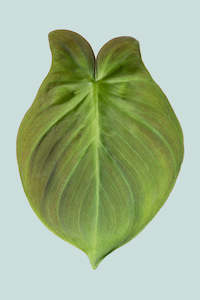 Philodendron camposportoanum - 1L / 14cm / Small