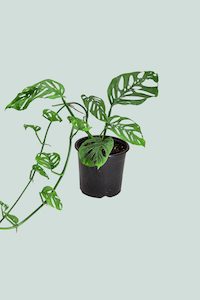 Monstera: Monstera adansonii - Swiss Cheese Vine - 1L / 14cm / Small