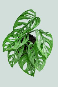 Monstera adansonii - Monkey Mask (Round Form) - 1L / 14cm / Small