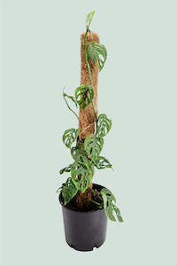 Monstera adansonii - Swiss Cheese Vine on coir  - 2L / 17cm / Medium