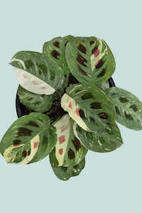 Low Light Tolerant Plants: Variegated Prayer Plant - Maranta leuconeura - 1L / 14cm / Small