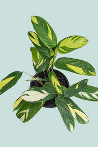 Marantaceae: Ctenanthe marantifolia 'Golden Mosaic' - 2.5L / 17cm / Medium