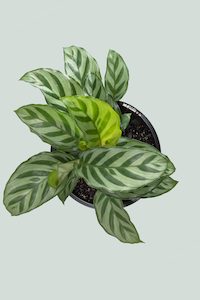 Calathea 'Freddy' - 1L / 14cm / Small