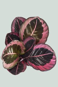 Marantaceae: Calathea 'Red Mojo' - 1L / 14cm / Small