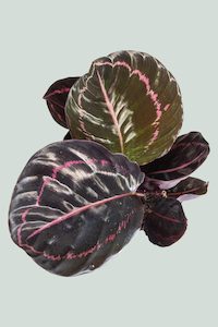 Marantaceae: Calathea 'Dottie' - 1L / 14cm / Small