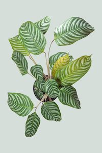 Marantaceae: Ctenanthe Marx - 2.5L / 17cm / Medium