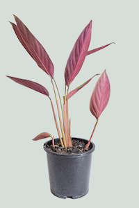 Stromanthe sanguinea  - 2.5L / 17cm / Medium