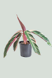 Marantaceae: Stromanthe sanguinea - Triostar  - 1L / 14cm / Small