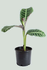 Calathea zebrina  - 2.5L / 17cm / Medium